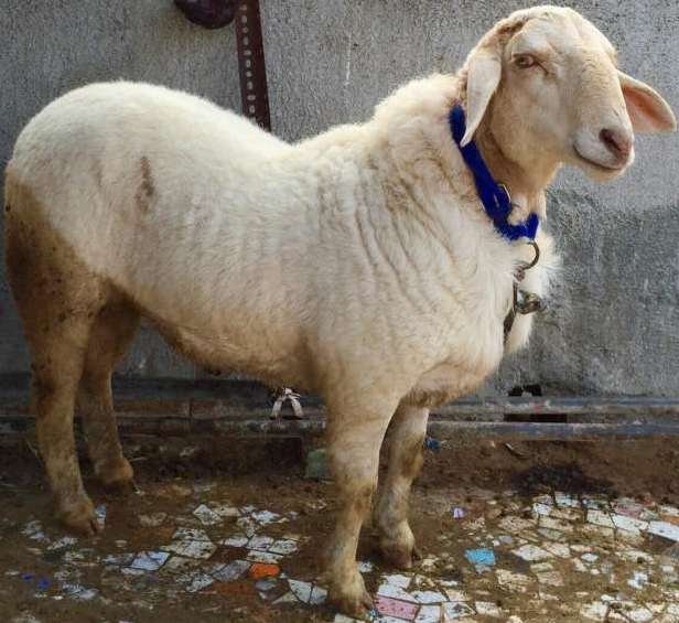 Bannur-Sheep-Profile