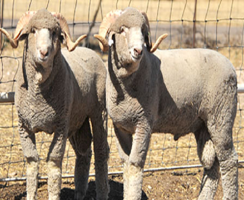 rambouillet-sheep-500x500-1