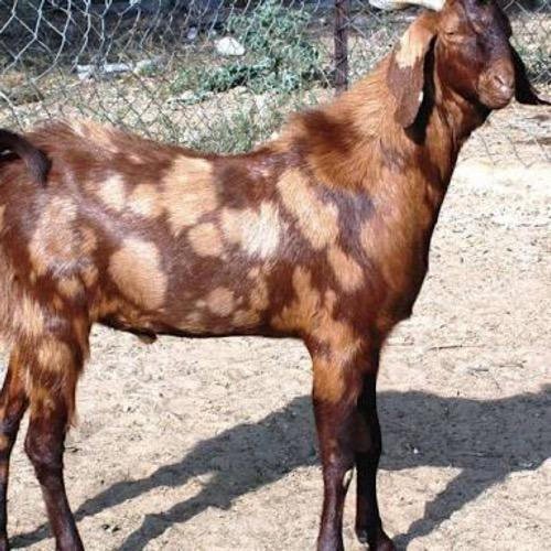 sirohi-goat-500x500-1